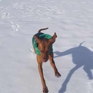 Meet your Posher, Jelena